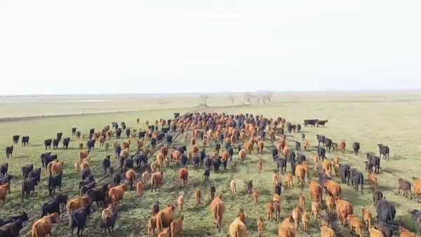 Lote 686 Vaquillonas C/ cria