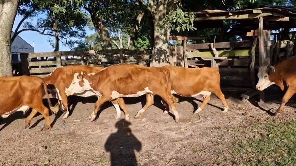 Lote 35 Vacas de invernar en Corrientes, Mercedes