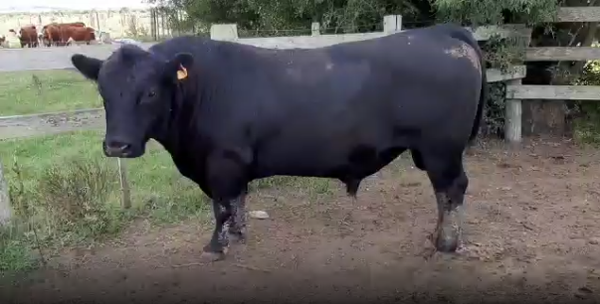 Lote 1 Toros en San José