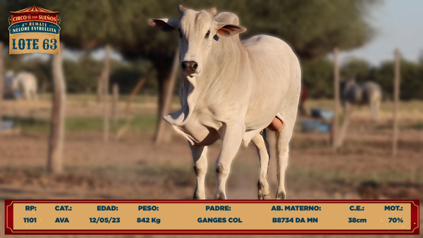 Lote LOTE 63