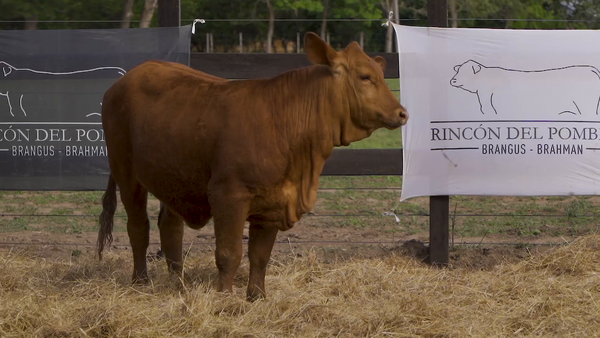 Lote TERNERA BRANGUS