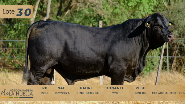 Lote LOTE 30