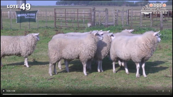 Lote 10 Ovejas Texel - Santa Anita, Entre Rios