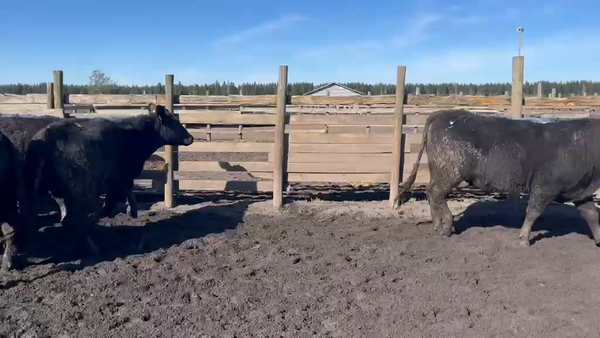 Lote 20 Novillo Gordo en Cabrero, VIII Región Biobío