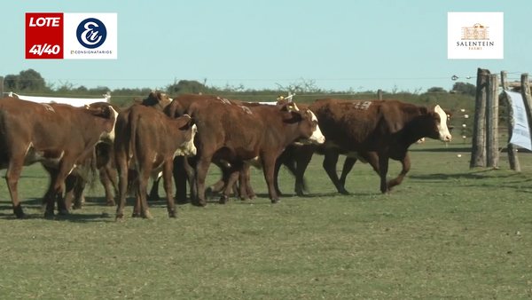 Lote Vaquillas Braford Generales Señal ´20-Preñadas IATF (22-12-2022) y Servicio Colectivo (27/12/21 al 05/02/22)