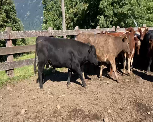 Lote 25 Novillo Engorda en Aysén, XI Región Aysén
