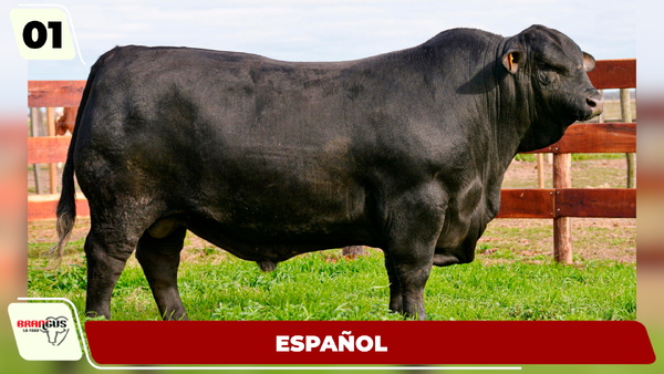 Lote LOTE 1