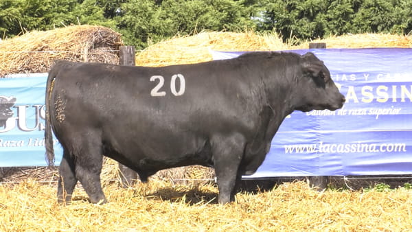 20 -  40046N — TOROS ANGUS PURO CONTROLADO