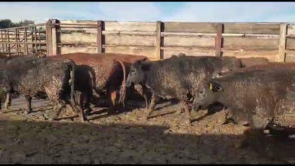 Lote 20 Vaquilla Gorda en Los Ángeles, VIII Región Biobío