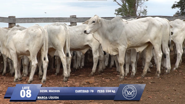 Lote Lote 8