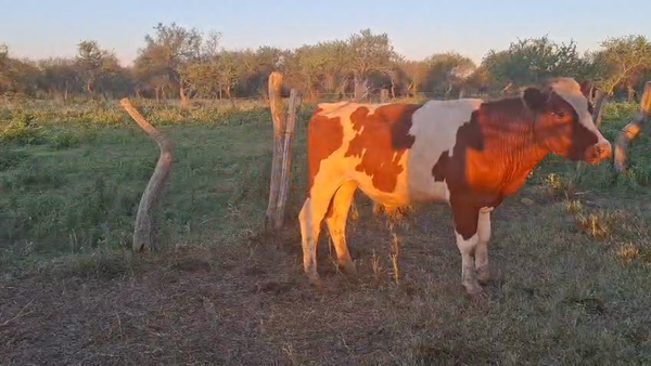 Lote Novillos 1 a 2 años