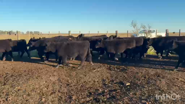 Lote 60 Terneros