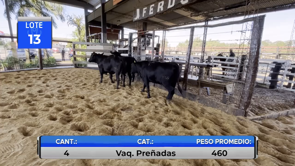 Lote VAQUILLAS BRANGUS PREÑADAS CARIMBO 1 -LOTE 13