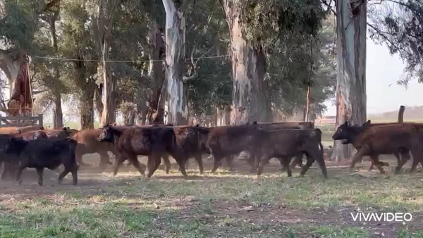 Lote 65 Terneros en Navarro, Buenos Aires