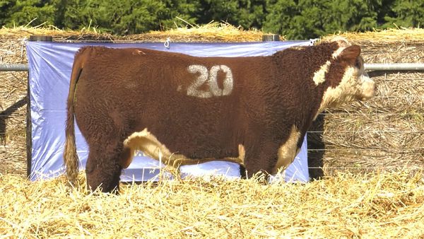 8 - 4240 — TOROS P. HEREFORD PURO REGISTRADO