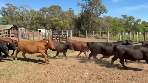 Lote 200 Novillitos y vaquillonas en La Cesira, Córdoba