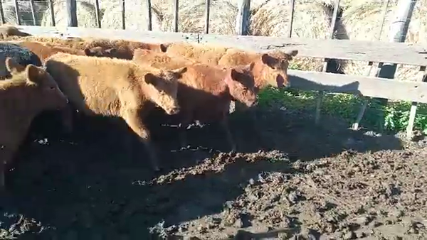 Lote 73 Terneras en La Plata, Buenos Aires