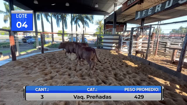Lote VAQUILLAS BRANGUS PREÑADAS -LOTE 4