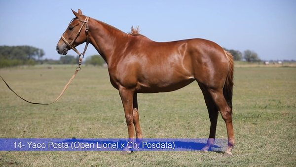 Lote YACO POSTA (OPEN LIONEL - CHAPALEUFU POSDATA)