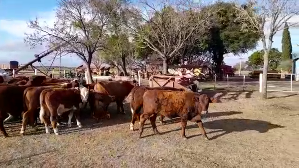 Lote 38 Terneros Braford en Margarita, Santa Fe