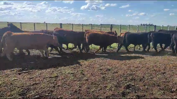 Lote 68 Novillitos en Coronel Suarez, Buenos Aires