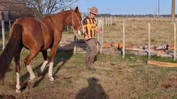 Lote POTRILLO
