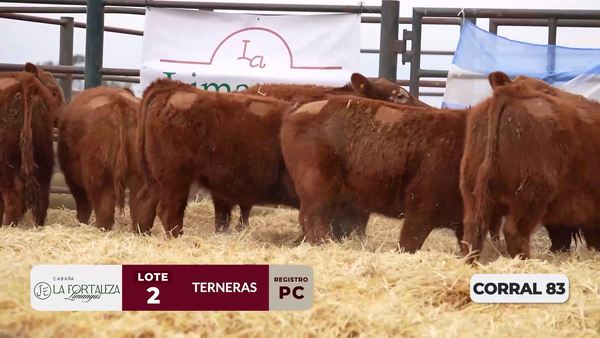 Lote TERNERAS PC