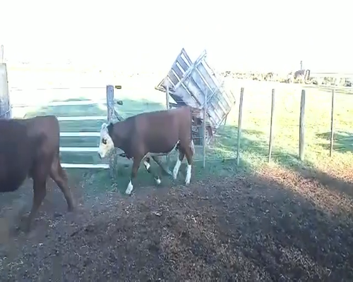 Lote 14 Novillitos en Pueblo Italiano, Córdoba