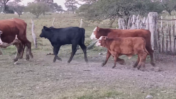 Lote 50 Vacas C/ cria