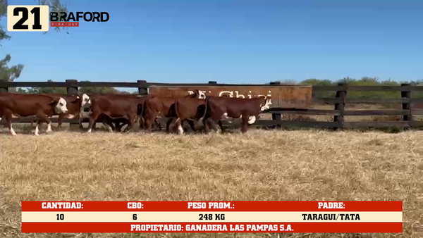 Lote LOTE 21
