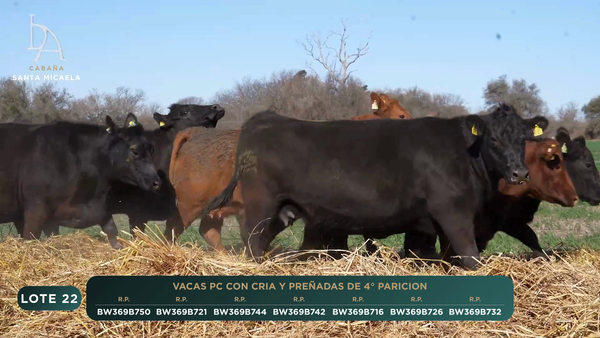 Lote VACAS PC PARIDAS y PREÑADAS