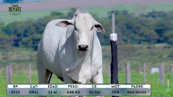Lote Toros, Concepción