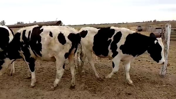 Lote 4 Novillos en Sunchales, Santa Fe