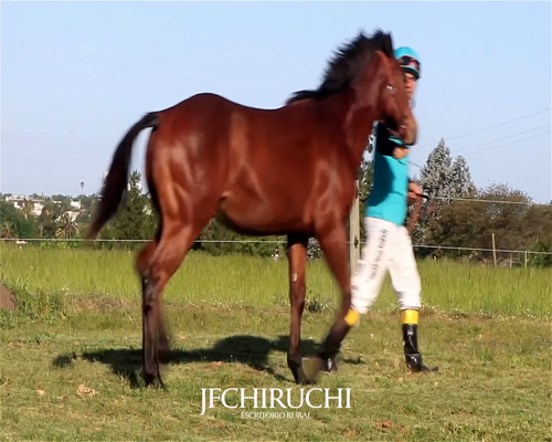 Lote SUPER LIKE 36 JF