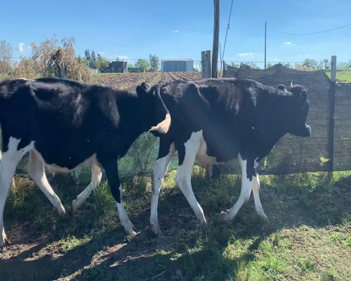 Lote Novillos