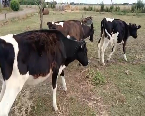 Lote (Vendido)4 Terneras HOLANDO 150kg -  en COLONIA ITALIA