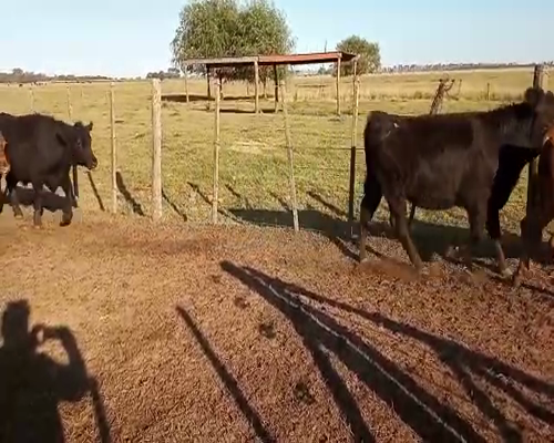 Lote 60 NOVILLITOS, EN CHIVILCOY, PCIA. DE BS. AS.