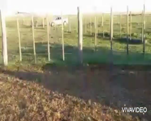 Lote 60 Terneros/as en Pila, Buenos Aires