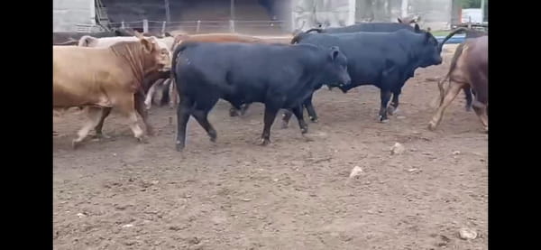 Lote 40 MEJ / Macho Entero Joven en Almafuerte, Córdoba