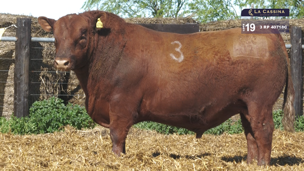 3 40718C — TOROS ANGUS PURO CONTROLADO