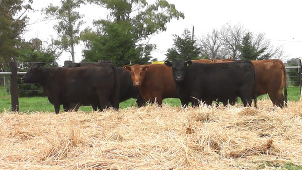Lote VACAS ANGUS PC PREÑADAS SERVICIO OTOÑO