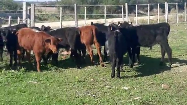 Lote 10 terneros angus y cruza