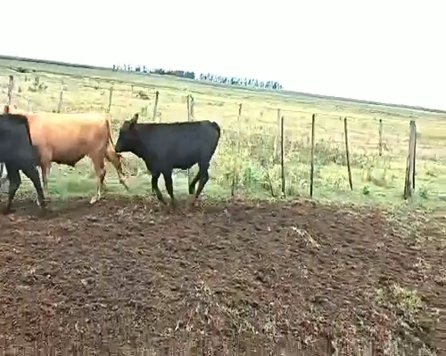 Lote 60 Terneros en Canals, Córdoba