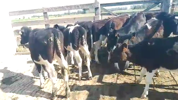 Lote 10 Terneras HOLANDO 140kg - , San José