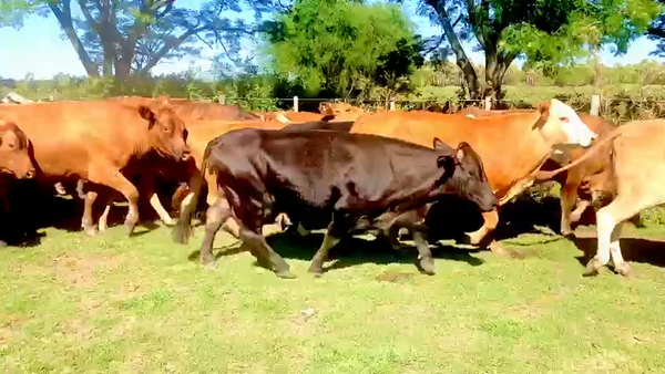 Lote 50 Vacas de invernar en Gral. San Martín, Chaco
