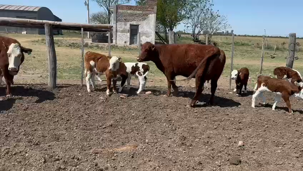 Lote 35 Vacas C/ cria Braford y pampas en Rafaela, Santa Fe