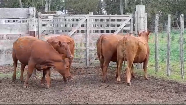 Lote VAQUILLONAS GORDAS