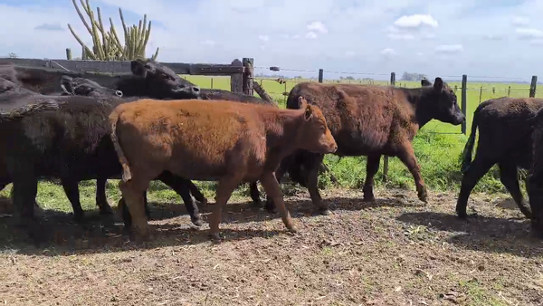 Lote 10 Terneros/as en Olavarria