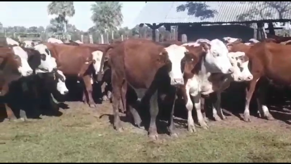 Lote 57 Novillitos en Empedrado, Corrientes