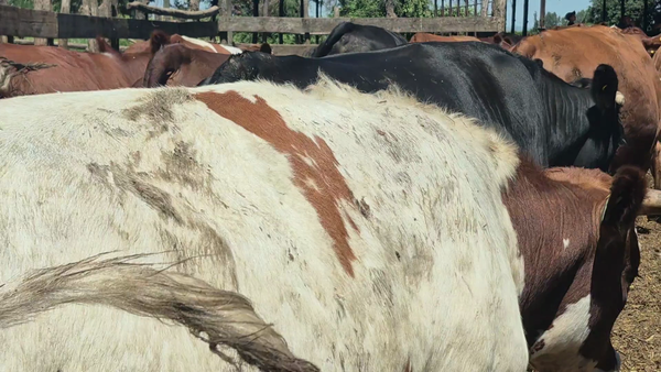 Lote 45 Novillo Gordo en Yerbas Buenas, VII  Región Maule